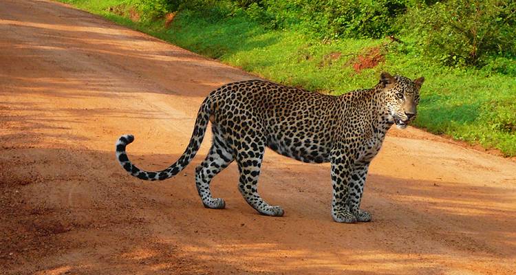Highlights of Sri Lanka (West Coast) - Explore! 7