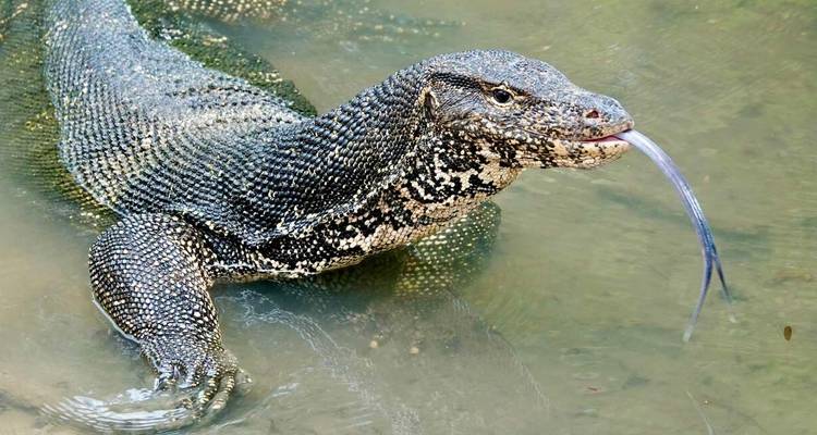 Un grand varan dans l'eau avec une langue fourchue sortie.