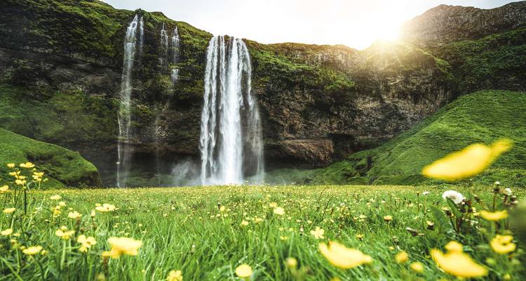 Une cascade semblable à Seljalandsfoss s'élance par-dessus des falaises verdoyantes dans un pré rempli de fleurs rétroéclairé par le soleil.
