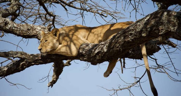 Expérience de la faune du Serengeti - Explore! 3