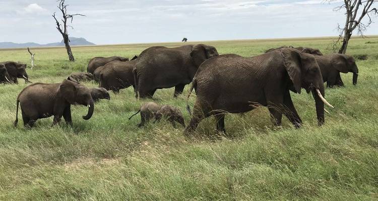 Expérience de la faune du Serengeti - Explore! 10