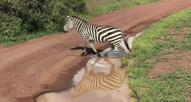 Expérience de la faune du Serengeti - Explore! 9