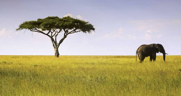 Expérience de la faune du Serengeti - Explore! 1