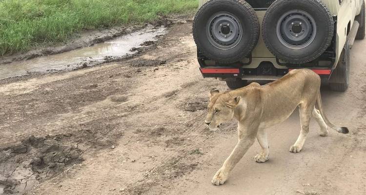 Expérience de la faune du Serengeti - Explore! 8