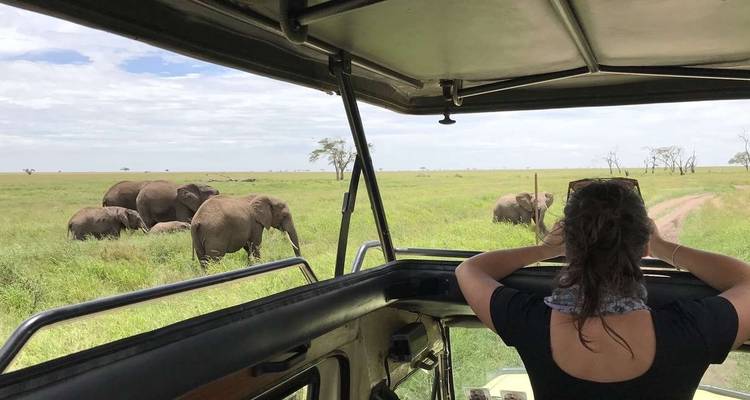 Expérience de la faune du Serengeti - Explore! 6