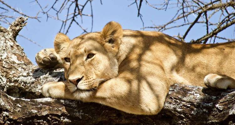 Expérience de la faune du Serengeti - Explore! 7