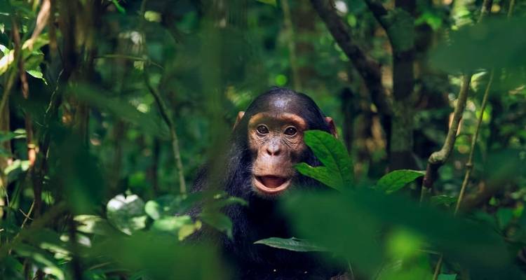 Safari a Uganda con gorilas y chimpancés - Explore! 5