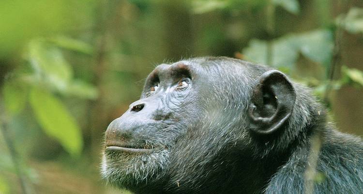 Safari a Uganda con gorilas y chimpancés - Explore! 7