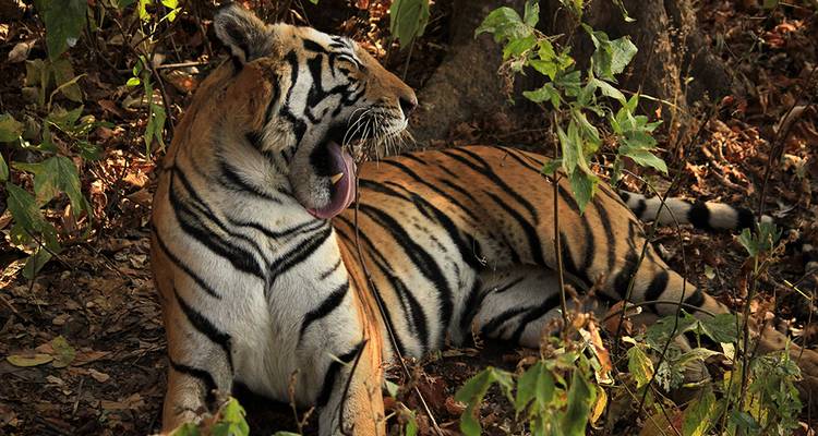 India Tiger Safari - Explore! 6
