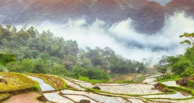 Campos de arroz en terrazas verde oscuro descendiendo por un valle montañoso brumoso con nubes aferrándose a las laderas boscosas.