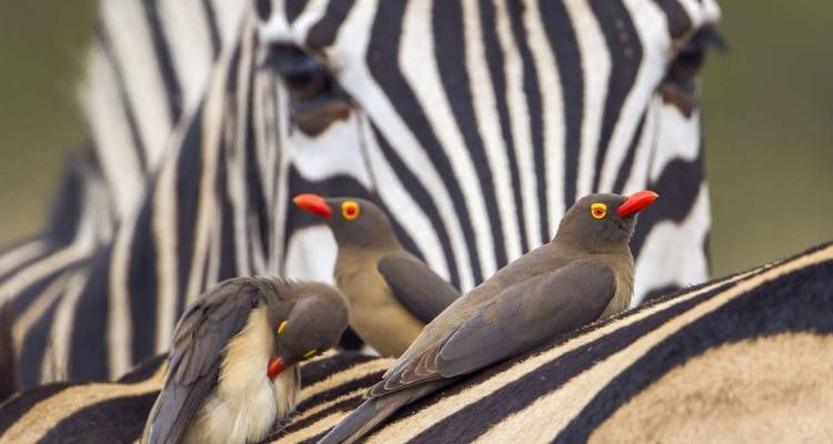 Kruger, Eswatini et la Route des jardins d'Afrique du Sud - Explore! 2