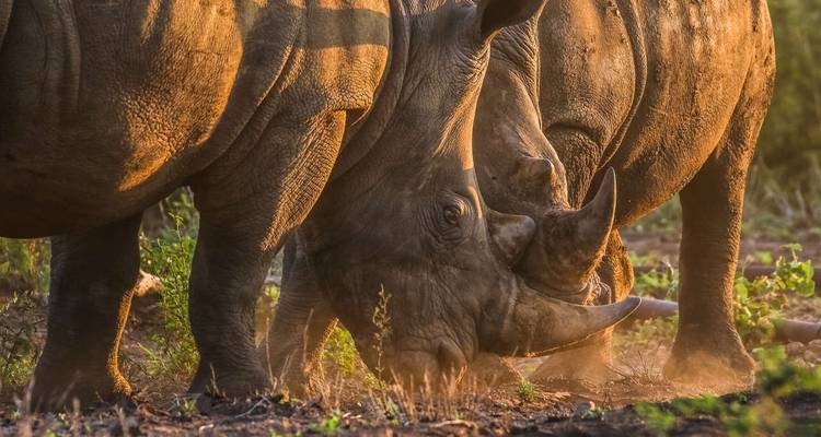 Kruger, Eswatini et la Route des jardins d'Afrique du Sud - Explore! 6