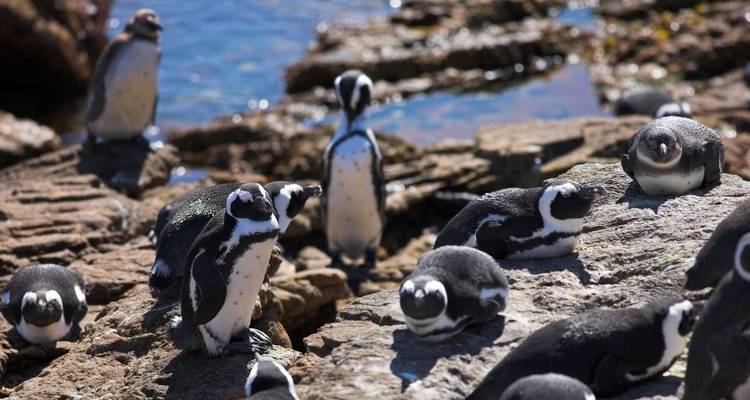 Kruger, Eswatini et la Route des jardins d'Afrique du Sud - Explore! 7