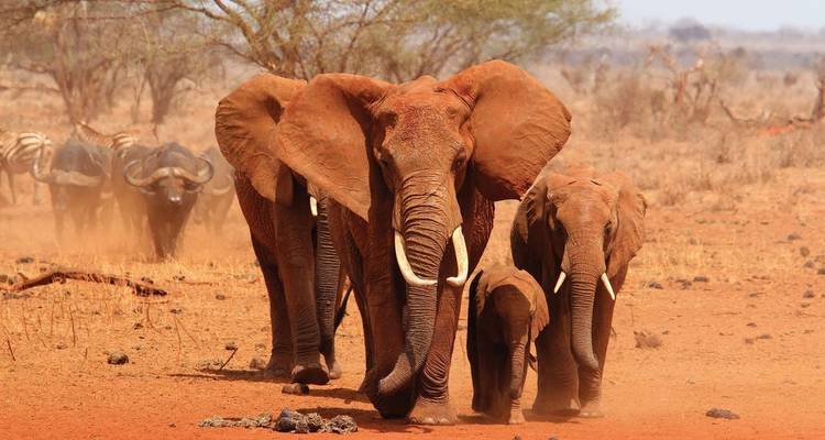 Kruger, Eswatini et la Route des jardins d'Afrique du Sud - Explore! 9