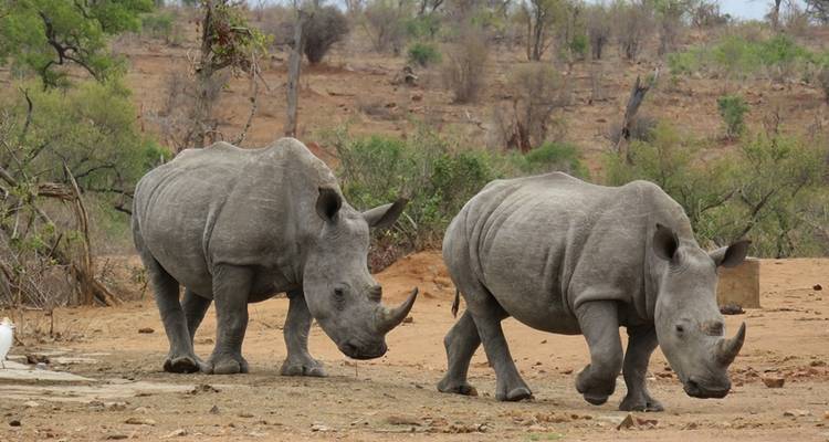 Afrique du Sud et Eswatini - Explore! 10