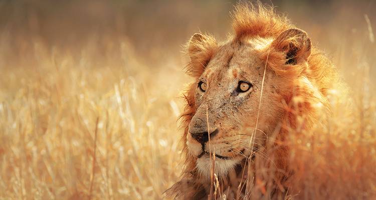 Zululand and Kruger Wildlife (2019) - 10 Days