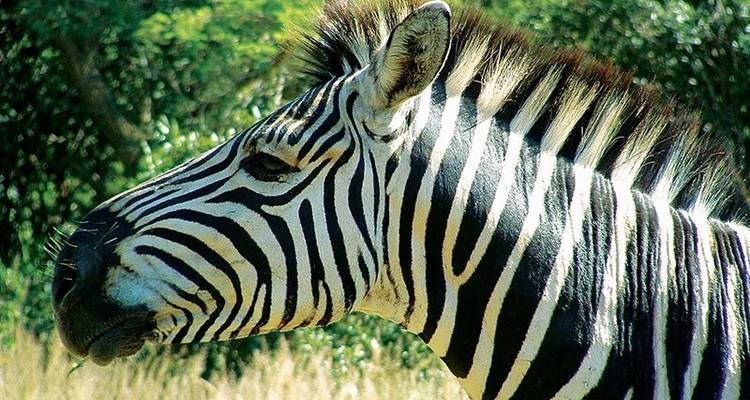 Afrique du Sud et Eswatini - Explore! 3