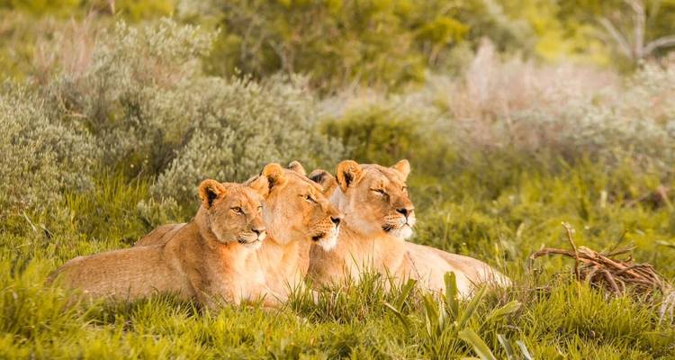 Afrique du Sud et Eswatini - Explore! 4