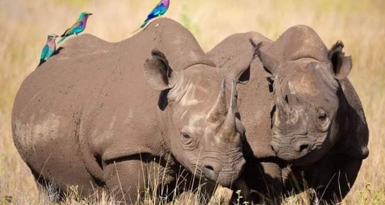 Big Five Tanzania Camping Safari - Tarangire, parc national du Serengeti et zone de conservation du Ngorongoro - tous les hébergements et transports sont inclus  - 5 jours - Spider Tours and Safaris 5