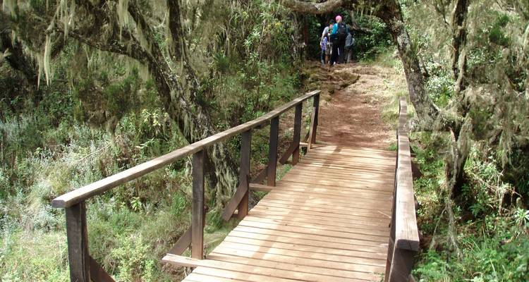 Ascensión al KiLimanjaro por la ruta Lemosho 10 días - alojamiento y transporte incluidos - Spider Tours and Safaris 10