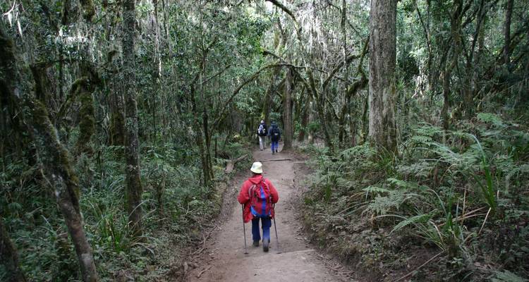 Subida al Kilimanjaro ruta del circuito norte 9 días - Kilimanjaro Wonders Expedition Safari 1