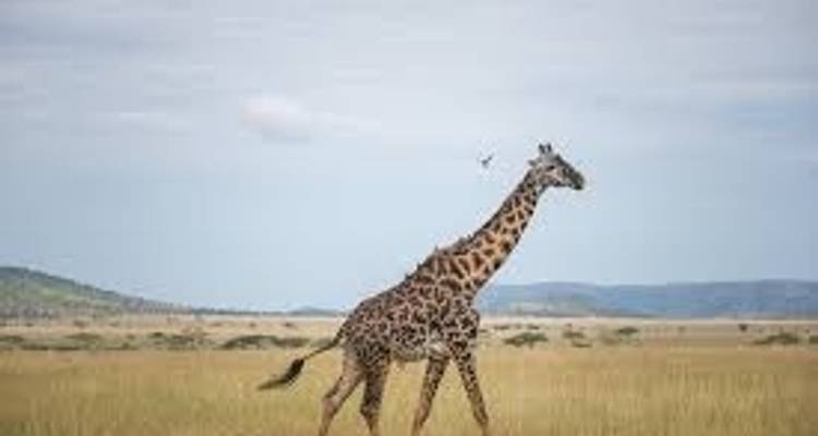 Safari classique en Tanzanie 3 jours - Kilimanjaro Wonders Expedition Safari 4
