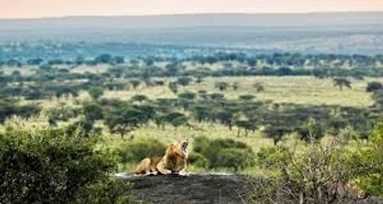 Safari classique en Tanzanie 3 jours - Kilimanjaro Wonders Expedition Safari 3