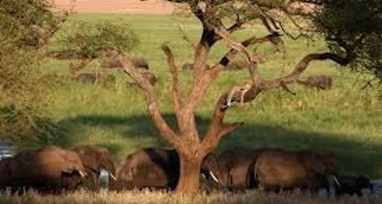 Safari classique en Tanzanie 3 jours - Kilimanjaro Wonders Expedition Safari 2