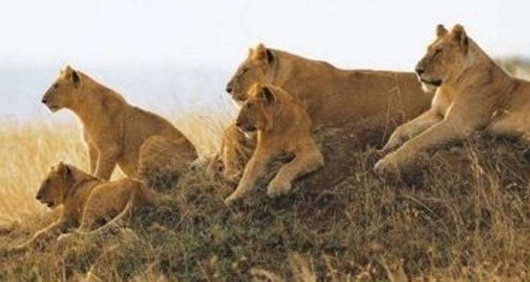 Ngorongoro wild camp safari 3 days - Kilimanjaro Wonders Expedition Safari 1
