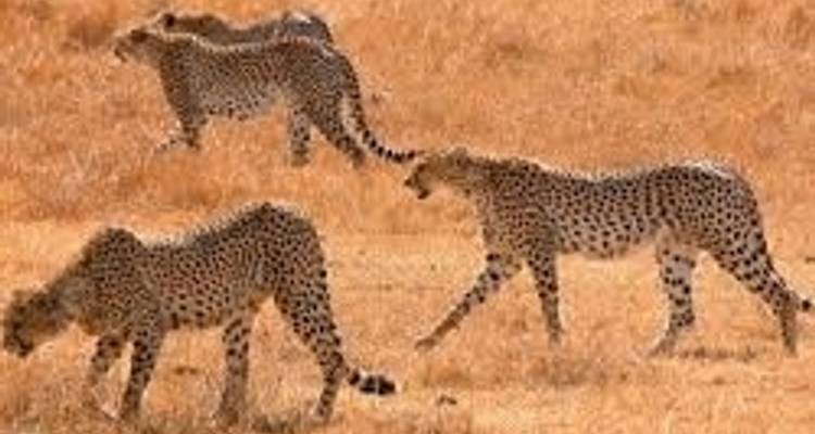 Ngorongoro wild camp safari 3 days - Kilimanjaro Wonders Expedition Safari 3