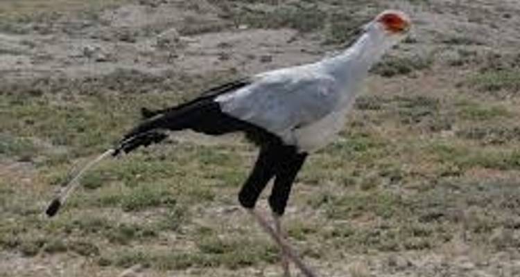 Ngorongoro wild camp safari 3 days - Kilimanjaro Wonders Expedition Safari 2