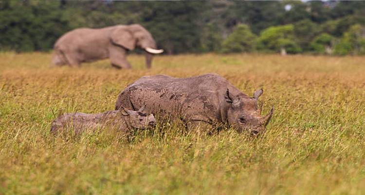 Safari de 4 días por Ngorongoro, Manyara y Tarangire - Kilimanjaro Wonders Expedition Safari 1