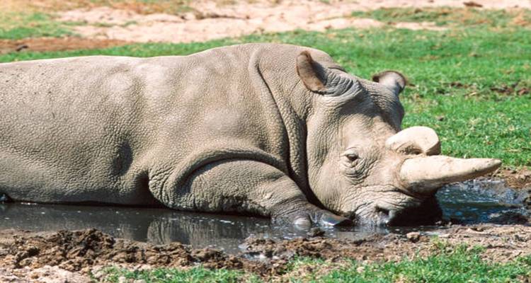 Safari de 4 días por Ngorongoro, Manyara y Tarangire - Kilimanjaro Wonders Expedition Safari 2