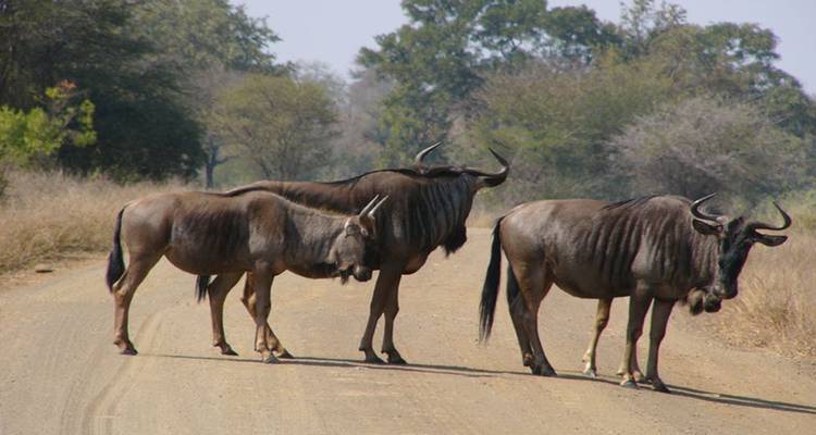 Safari de 4 días por Ngorongoro, Manyara y Tarangire - Kilimanjaro Wonders Expedition Safari 3