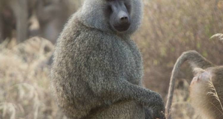 Meilleur safari de 5 jours à dos d'éléphant - Kilimanjaro Wonders Expedition Safari 6