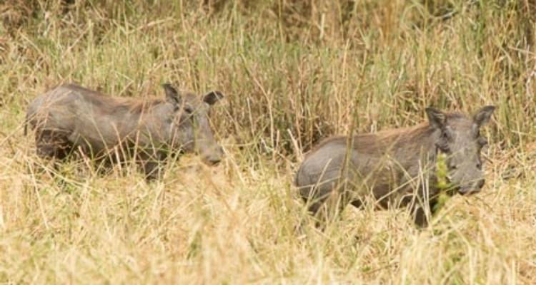 Meilleur safari de 5 jours à dos d'éléphant - Kilimanjaro Wonders Expedition Safari 8