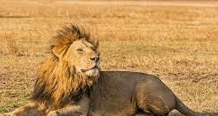 Explore the northern Tanzania 6 days - Kilimanjaro Wonders Expedition Safari 3