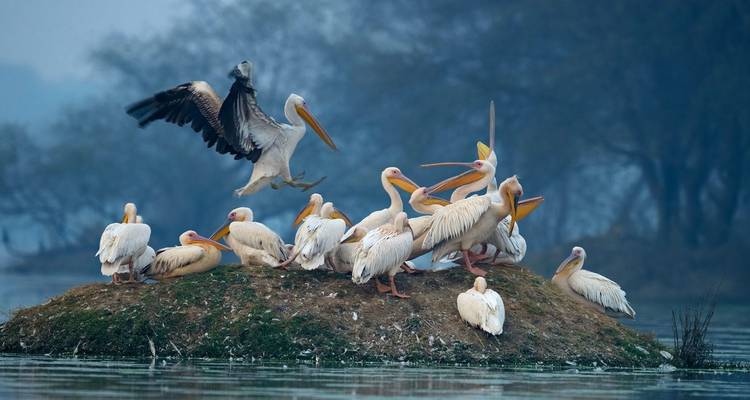 Eine Gruppe von Pelikanen, die sich auf einer kleinen Insel in einem Gewässer versammelt haben, mit Bäumen im Hintergrund.