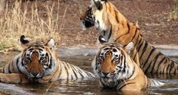 10 Days Rajasthan and Wildlife - Holidays At 8