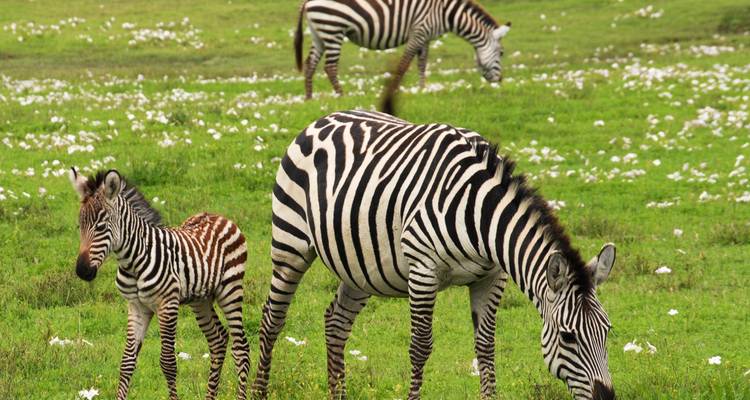 Safari au Kenya et en Tanzanie (9 destinations) - Cosmos 3