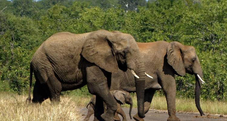 Safari au Kenya et en Tanzanie (9 destinations) - Cosmos 1