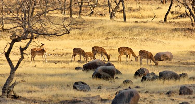 A group of deer grazing among rocks in a dry landscape.