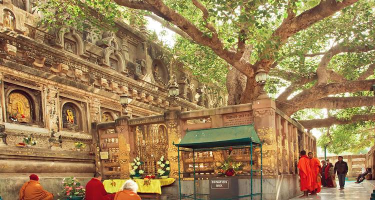 Los peregrinos se reúnen bajo el sagrado Árbol de Bodhi al lado de los relieves de piedra del complejo del Templo Mahabodhi.