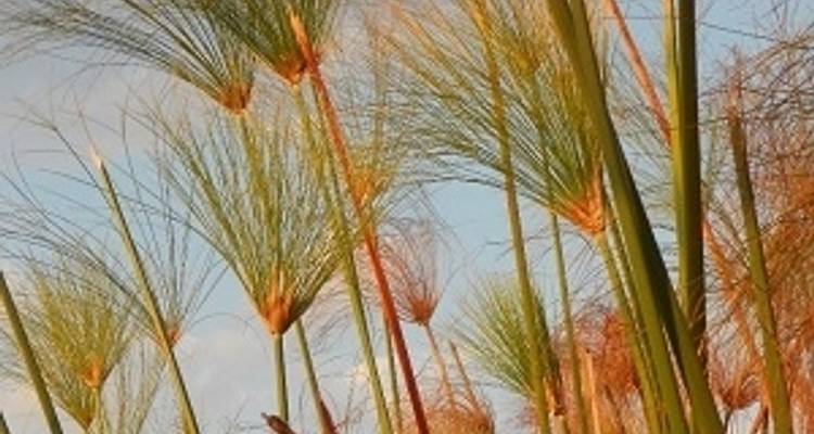 9 Day Wilderness & Desert Trail: Okavango & Kalahari - Wild Camping Safari, all-inclusive - Kalahari Breeze Safaris 7