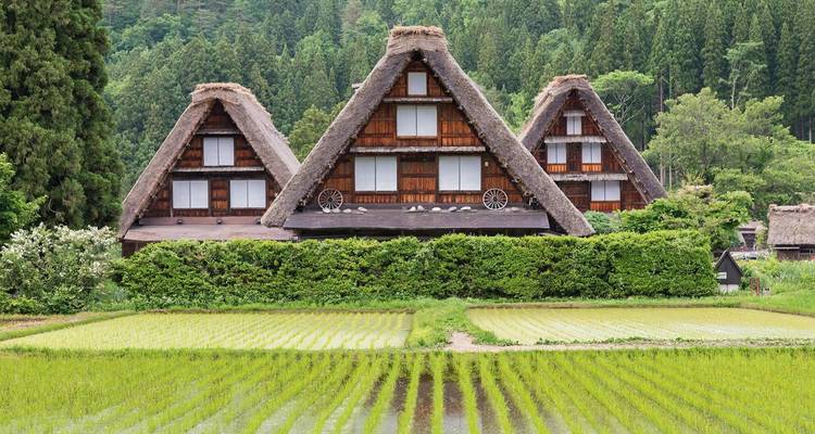 Traditional Japanese thatched houses with rice fields.