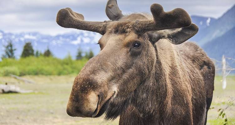 Alaska: Ocean Wildlife to Interior Wilderness Adventure - 9 Days - BrushBuck Wildlife Tours 7
