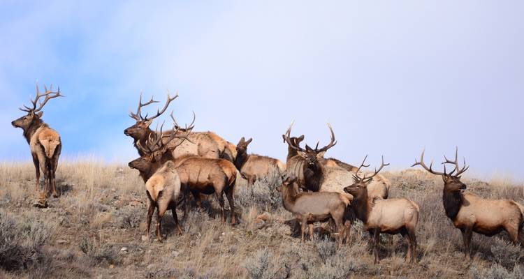 Yellowstone / Grand Teton 4 jours / 3 nuits d'aventure pour la faune et la flore - BrushBuck Wildlife Tours 6