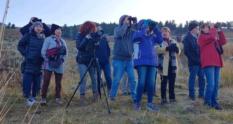 Yellowstone / Grand Teton 4 jours / 3 nuits d'aventure pour la faune et la flore - BrushBuck Wildlife Tours 7