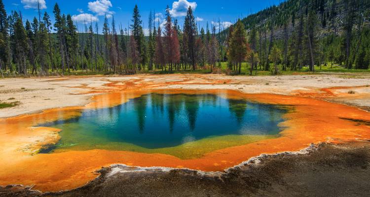 Yellowstone / Grand Teton 4 jours / 3 nuits d'aventure pour la faune et la flore - BrushBuck Wildlife Tours 9