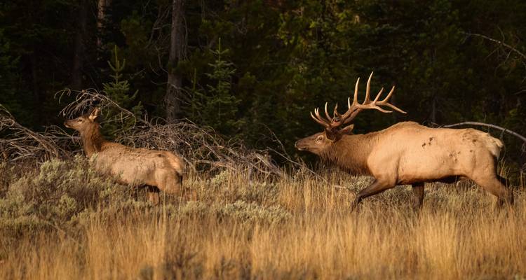 Yellowstone / Grand Teton 4 jours / 3 nuits d'aventure pour la faune et la flore - BrushBuck Wildlife Tours 10
